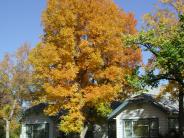 Fall colors on neighborhood trees