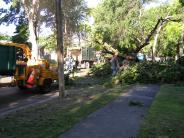 Crew pruning trees
