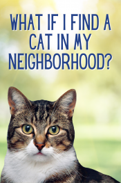 What if I find a cat in my neighborhood?