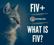 What is FIV+?