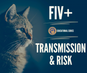 FIV+ Transmission and Risk