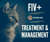FIV+ Treatment & Management