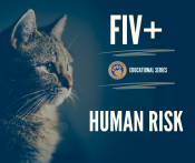 FIV+ Risk to Humans