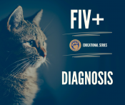 FIV+ Diagnosis