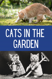 Cats in the garden