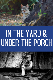 In the yard and under the porch