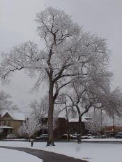 Snow-covered Boulevard District/Park Trees