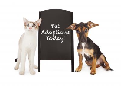 Adoptions Today Photo