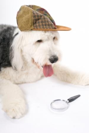 Dog Dressed like Sherlock Holmes