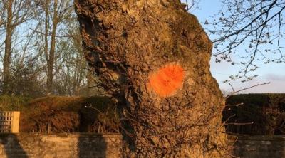Tree with Orange Dot