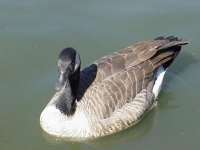 Canadian Goose in Pond