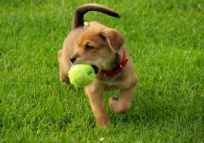 Puppy in park with tennis ball in mouth