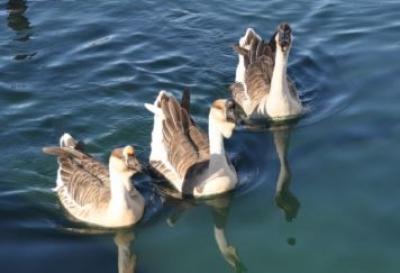 Three Canadian Geese at Gibson Pond 