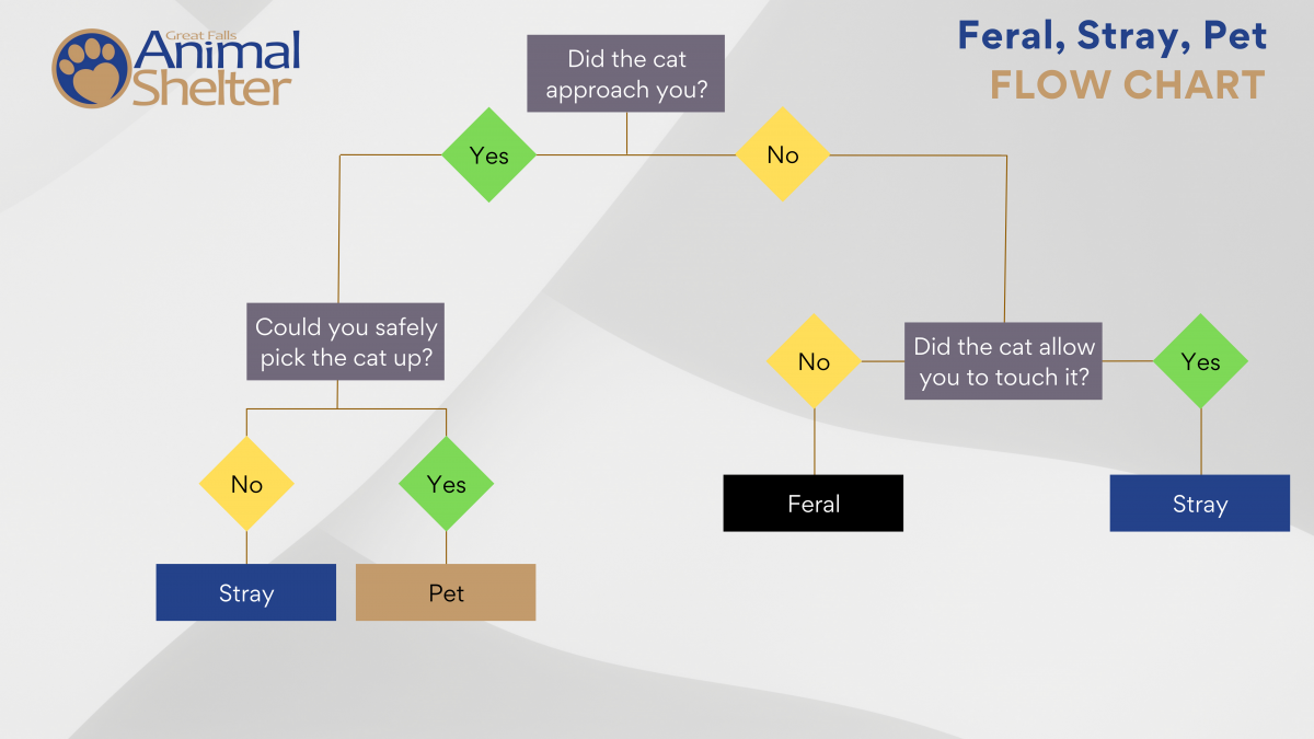 Cat Flow Chart